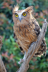 A buffy fish owl (Ketupa ketupu) perched on dry wood.