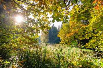 A view through the tress with autumn yellow and orange leaves to the lake surrounded with autumn forest  with a Deciduous colors and the sun shining into the camera through the trees and bushes 
