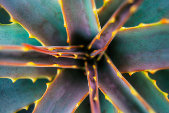 Aloe succulent plant with thorns macro close-up shot