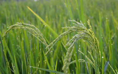 green rice in the field