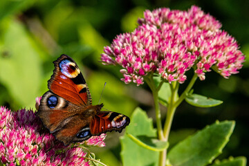 Fototapeta na wymiar Schmetterling
