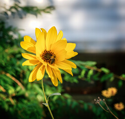 Heliopsis blossoms with bee