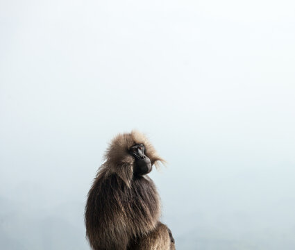 Geladas Babboon