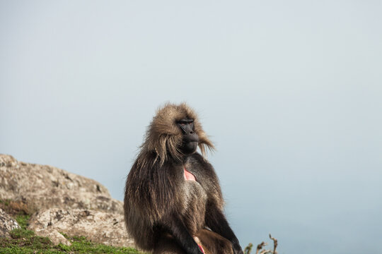 Geladas Babboon