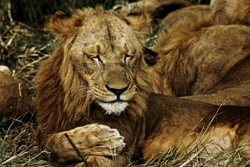 2020-african-stock-photo-lion-africa-wilderness