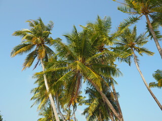 Naklejka premium Blue sky and tropical trees 5