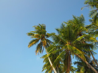 Fototapeta na wymiar Blue sky and tropical trees 4