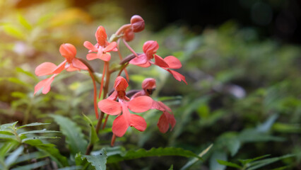 orange Habenaria rhodocheila hance wild orchid