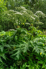 Detailed view of a tall plant of the invasive giant hogweed, growing some 3 meters tall