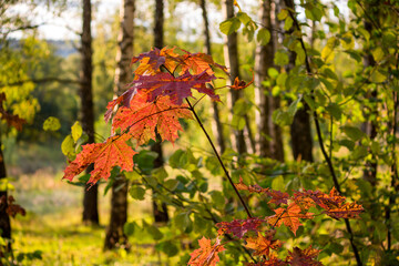 Beautiful reddened maple leaves in green forest, early autumn landscape
