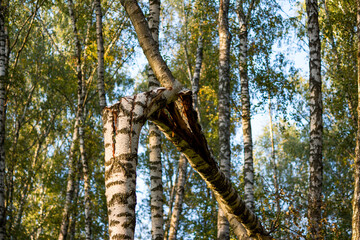 Fototapeta premium Broken birch in the grove 