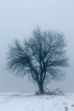 Lonely tree on the field covered with heavy fog