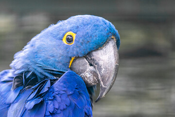 Ara