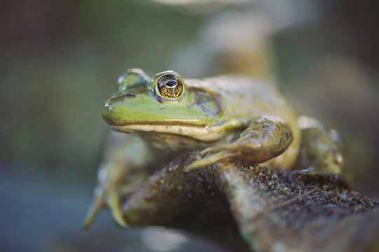 large green frog