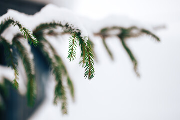 White snow on Christmas tree branches on a white background