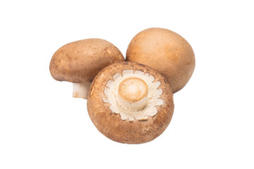 Tasty mushroom isolated on white background.