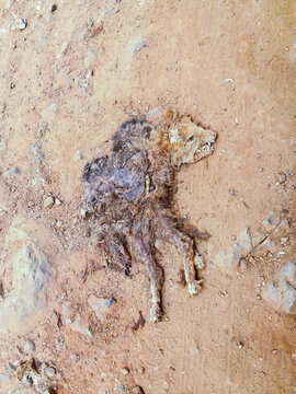 The flattened half body of an animal on a dirt road