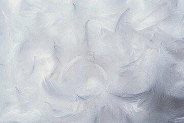 White  soft feathers background.