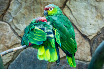 Edwards-Feigenpapagei