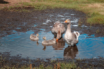 geese on a farm