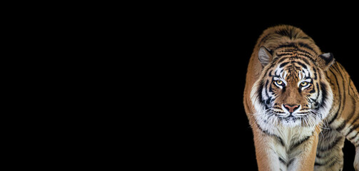 Tiger portrait isolated on black background, spectacular majestic proud animal walking forward, wide panoramic banner with panthera tigris and empty copy space - obrazy, fototapety, plakaty