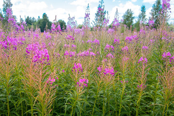 wild flowers on a field. midsummer. forest on a background