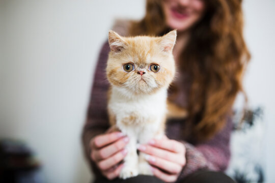 Adorable little kitten looking at camera