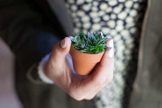 Girl holding a mini succulent