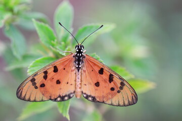 Tawny Coster butterfly