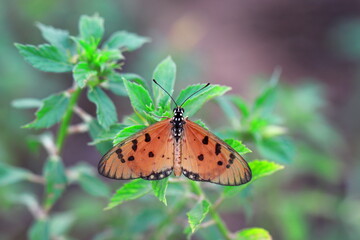 Tawny Coster butterfly