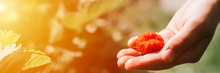 ugly ripe strawberry in a child's hand on organic strawberry farm, people picking strawberries in...