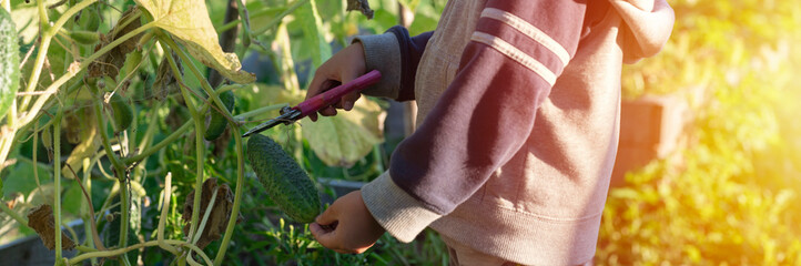 picking crops cucumbers in autumn. cucumber in the hands of a little kid boy who harvesting with scissors banner. flare