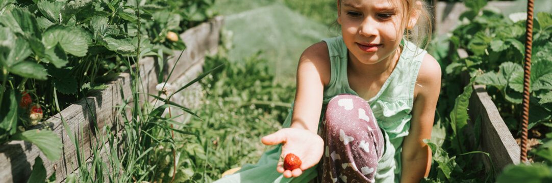 Kid Girl Picking Ripe Strawberries In Summer Season On Organic Strawberry Farm. Harvest Berries. Banner