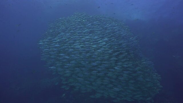 A School of The yellowstripe scad (Selaroides leptolepis)