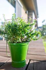 flowerpot on wooden deck