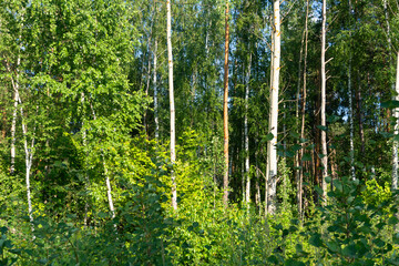 Fototapeta na wymiar forest photo, summer, nature, beautiful background