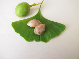 Ginkgo seeds or nuts and a leaf from the tree, Ginkgo biloba