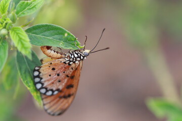 Tawny Coster A butterfly lay eggs under the green leaf