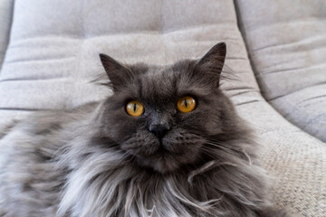 Beautiful gray fluffy cat can be used for backgrounds, cards, notebook covers, and other purposes
