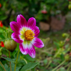 Obraz premium Dahlia garden flower
