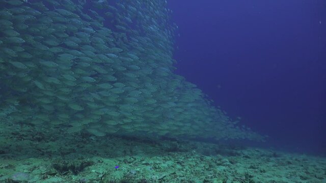 A School of The yellowstripe scad (Selaroides leptolepis) makes shapes 