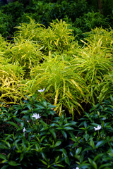 Fresh plant blooms in the morning