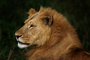 Fototapeta na wymiar 2020-african-stock-photo-lion-africa-wilderness