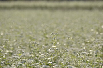 朝露に濡れるそば畑