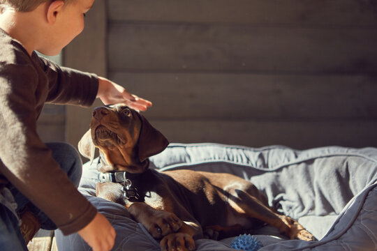 A young boy petting his puppy