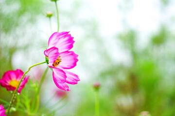 白と濃いピンクのコスモス