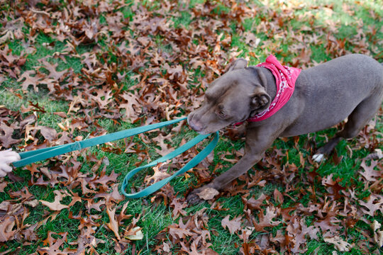 Pitbull plays tug of war with leash