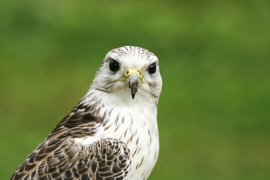 Saker falcon with broken beak