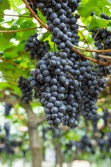 Black grape fruit