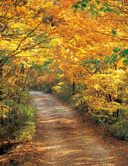 Fototapeta premium avenue in autumn